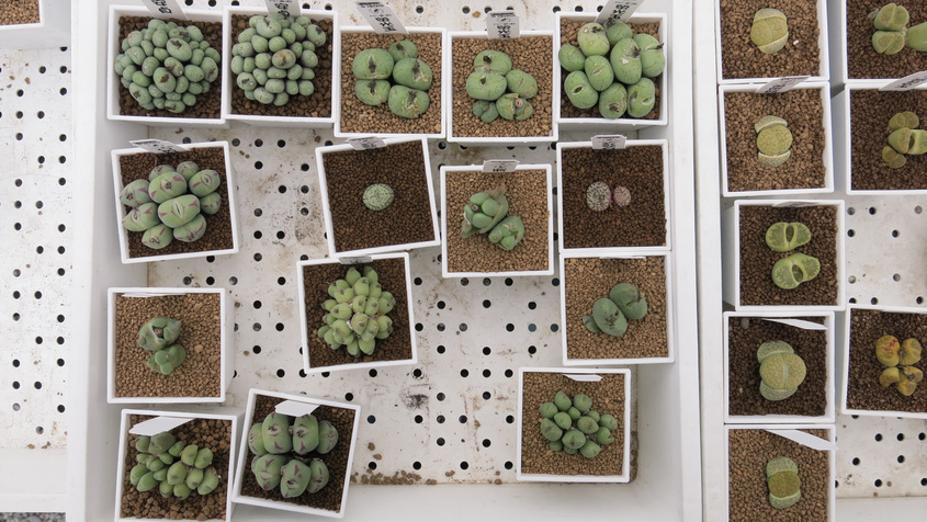 Variety of Succulent Plant Collection