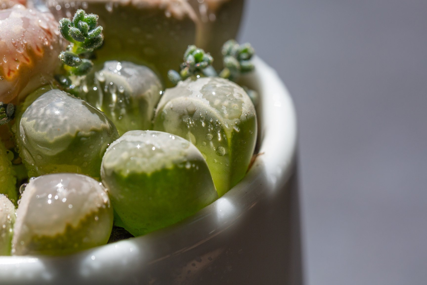 Macro close-up of succulent plant stone flower，Lithops N. E. Br.